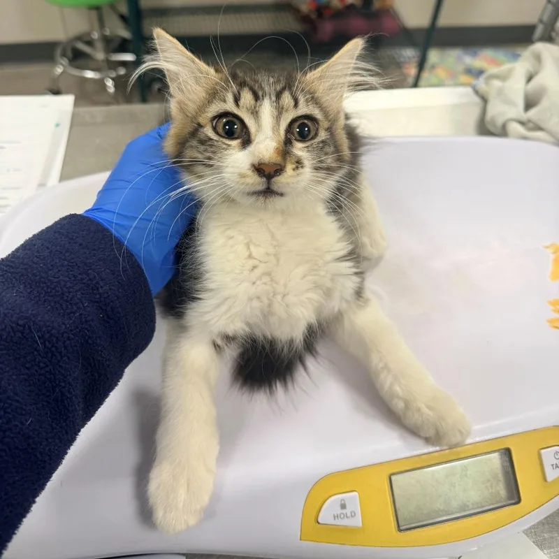A baby small-sized male Brown / Chocolate Domestic Short Hair cat named Lorenzo for adoption in Las Cruces, NM