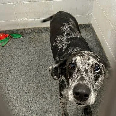 A senior small-sized female Mixed Breed dog named Star for adoption in Jeffersonville, IN