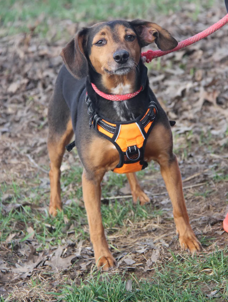 Brownie Aka Bubba thumbnail 2