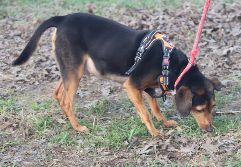 Brownie Aka Bubba thumbnail 3