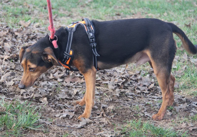 Brownie Aka Bubba thumbnail 4