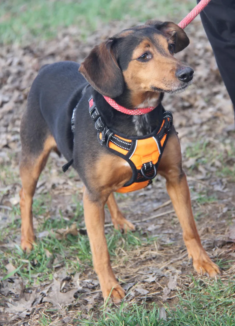 Brownie Aka Bubba thumbnail 5