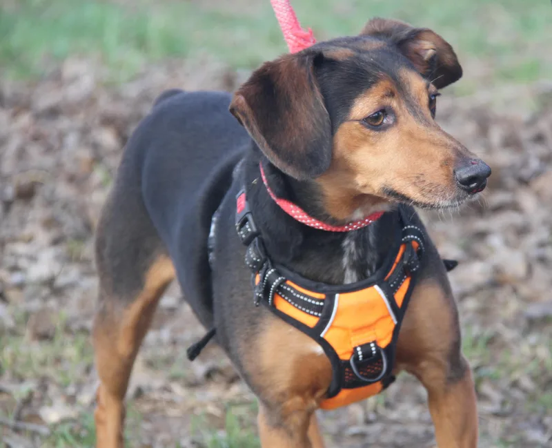 Brownie Aka Bubba thumbnail 6