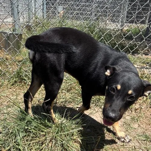 A baby small-sized female Black Labrador Retriever dog named Myra for adoption in Corpus Christi, TX