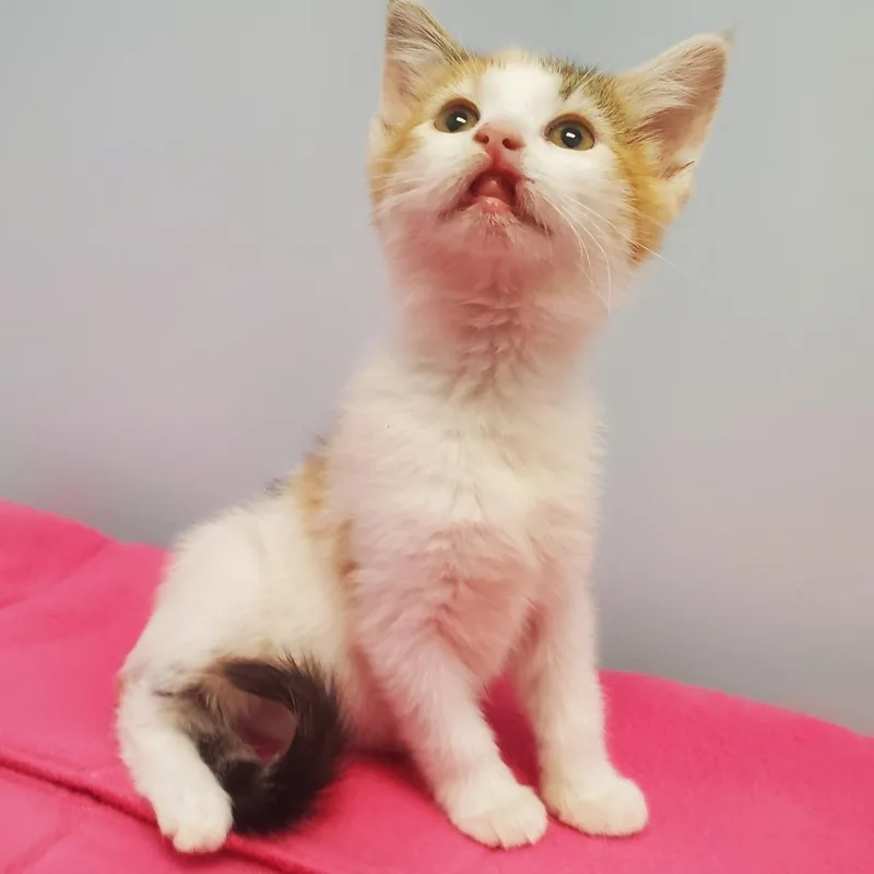 A baby small-sized female White Domestic Short Hair cat named Zaria for adoption in Winchester, TN
