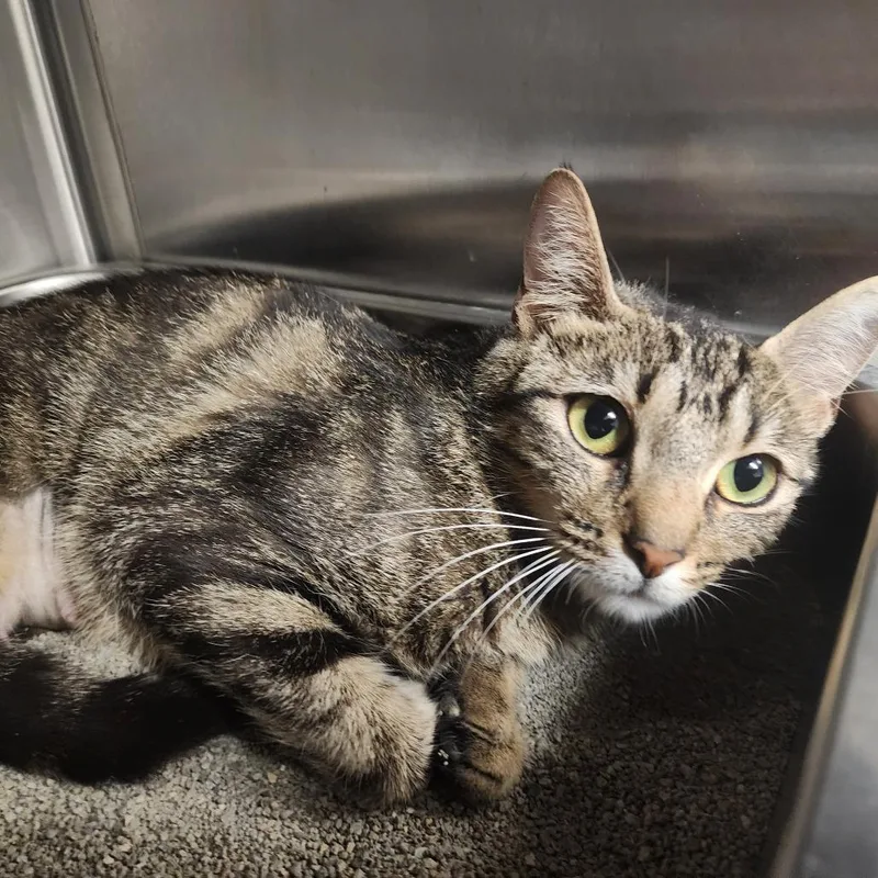 A young medium-sized female Brown / Chocolate Domestic Short Hair cat named Nancy for adoption in Evensville, TN