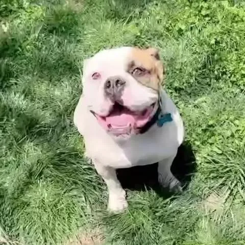 A senior medium-sized male White / Cream English Bulldog dog named Chubbs for adoption in Overland Park, KS