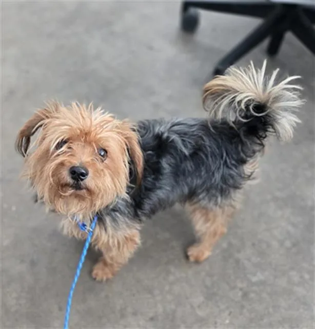 An adult small-sized male Mixed Breed dog named Jojo for adoption in Dallas, TX