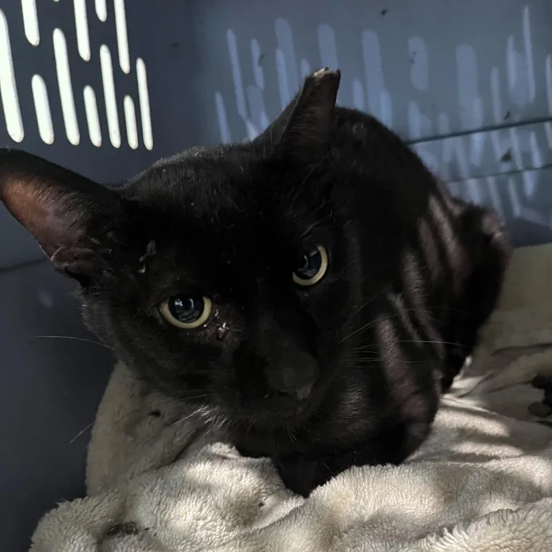 A young large-sized male Black Domestic Short Hair cat named Shadow for adoption in Oak Park, IL