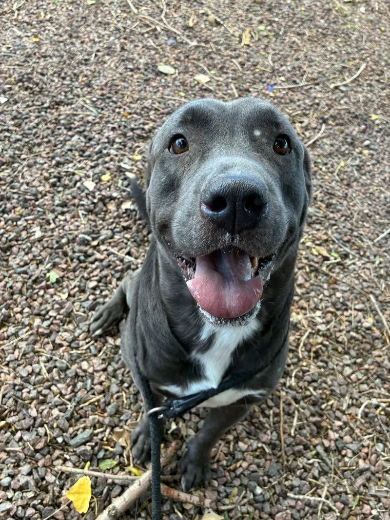 An adult medium-sized male Gray / Blue / Silver Mixed Breed dog named Riot for adoption in Canon City, CO