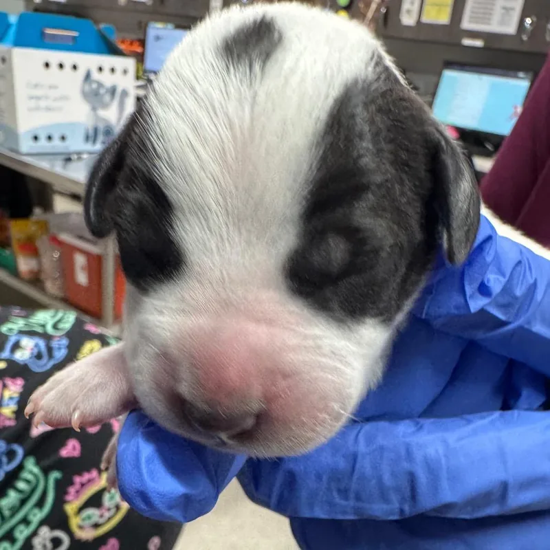 A baby medium-sized male White / Cream Terrier dog named Rio for adoption in Tampa, FL