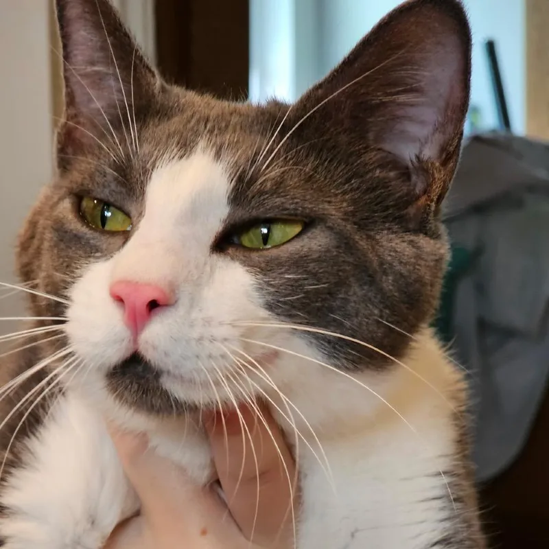 An adult small-sized female Gray / Blue / Silver American Shorthair cat named Momma Star for adoption in Newberg, OR