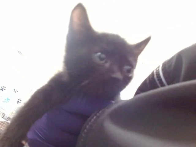 A baby small-sized male Domestic Short Hair cat named Binx for adoption in Miami, FL