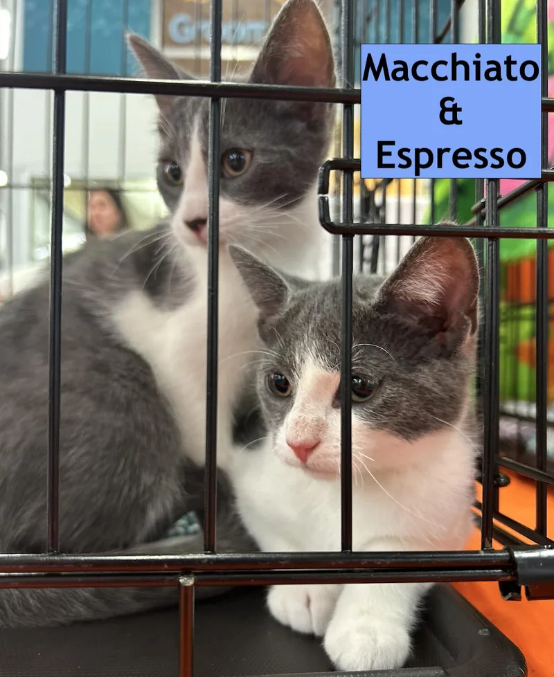 A baby medium-sized male Gray & White Domestic Short Hair cat named Espresso & Macchiato for adoption in Stewartsville, NJ