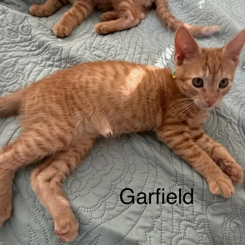 A baby small-sized male Domestic Short Hair cat named Garfield for adoption in Chino Hills, CA