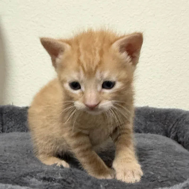 Garfield thumbnail 2