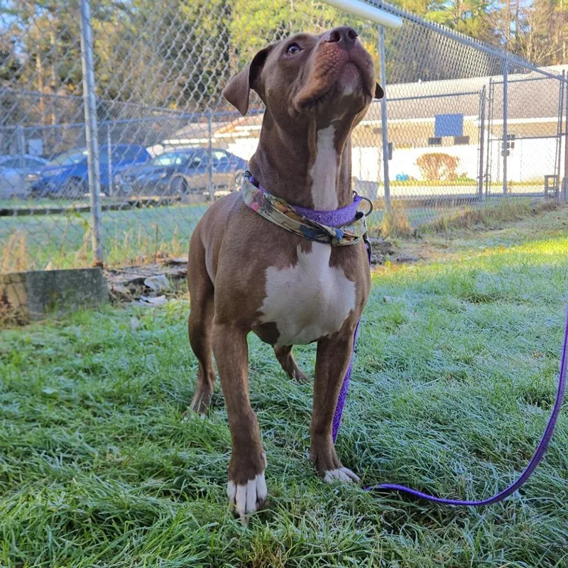 An adult large-sized female Brindle American Staffordshire Terrier dog named Miss Bea for adoption in Pittsford, VT