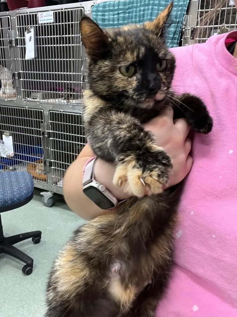 An adult medium-sized female Domestic Short Hair cat named Lanie for adoption in Danielsville, GA