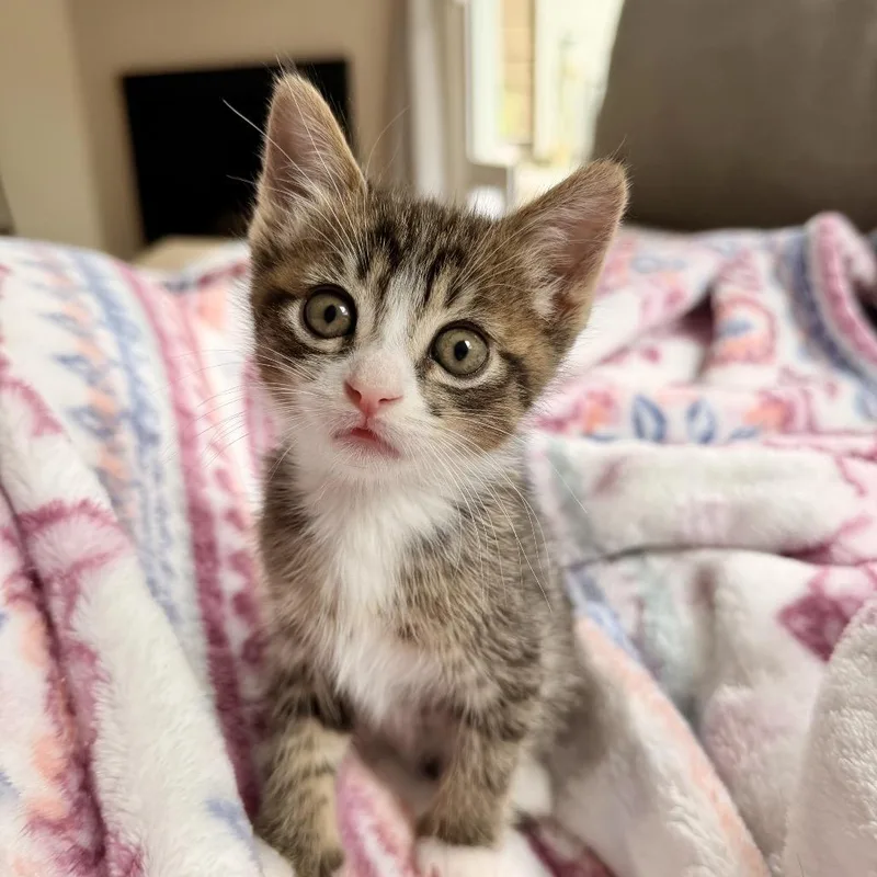 A baby small-sized male Brown / Chocolate Domestic Short Hair cat named Gus for adoption in Tustin, CA