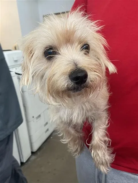 A senior medium-sized male Mixed Breed dog named Jj for adoption in Dallas, TX