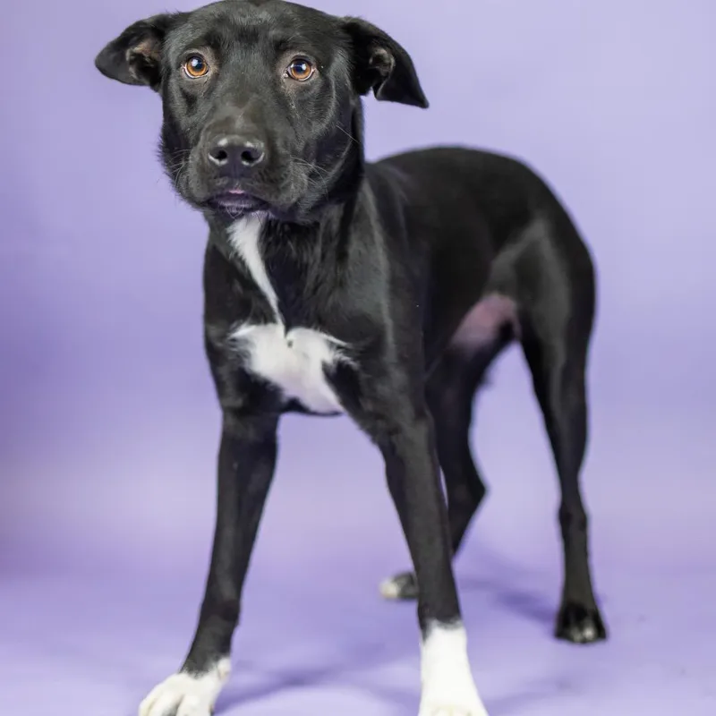 A young medium-sized female Black Mixed Breed dog named Beyonce for adoption in Portland, OR