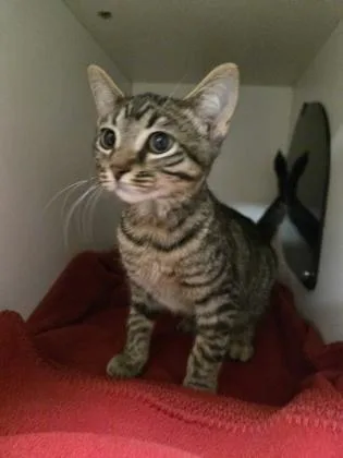 A baby small-sized male Domestic Short Hair cat named Catrick Swayze for adoption in Savannah, GA