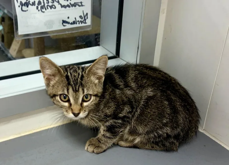 A baby medium-sized male Domestic Short Hair cat named Prentiss for adoption in Fort Lupton, CO