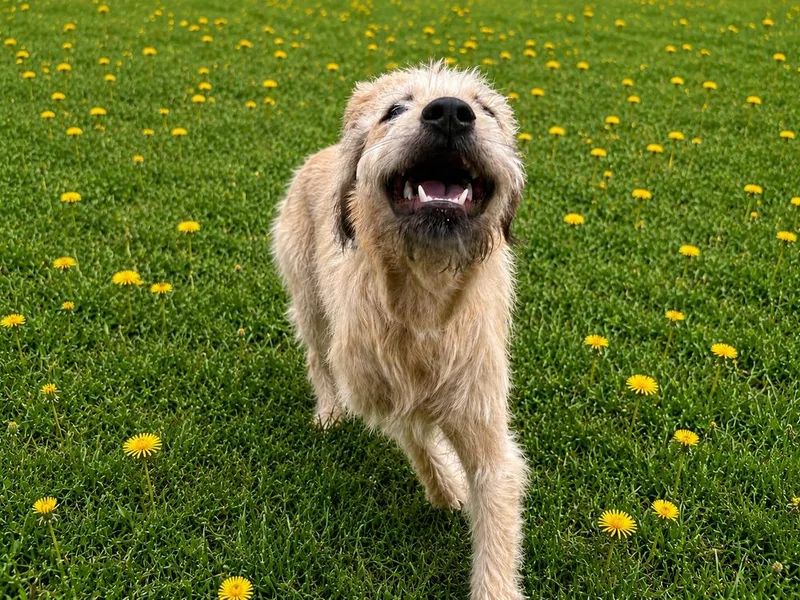A young medium-sized male Wheaten Terrier dog named Kelce for adoption in Oakland, MI