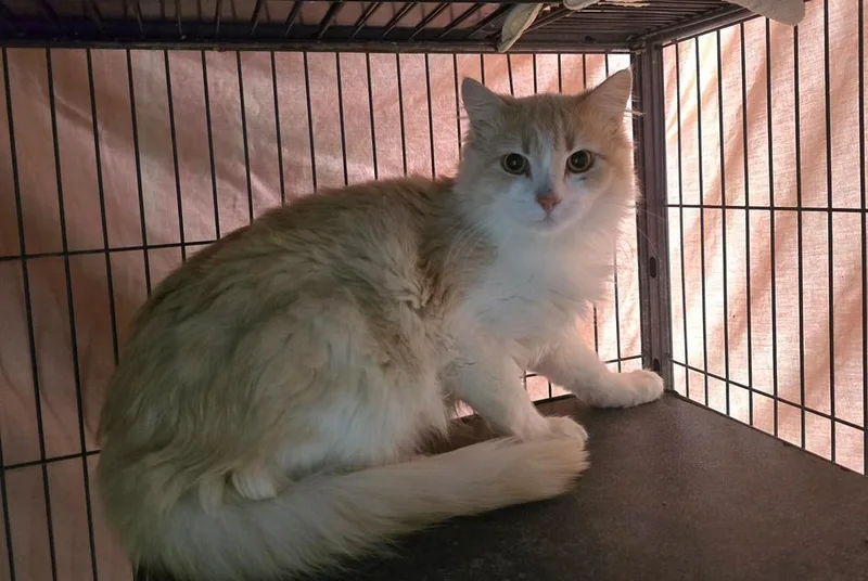 An adult medium-sized male Orange & White Domestic Long Hair cat named Roku for adoption in Dickson, TN