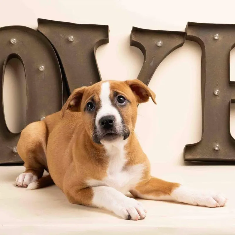 A baby medium-sized female Boxer dog named Jujube for adoption in Smyrna, GA