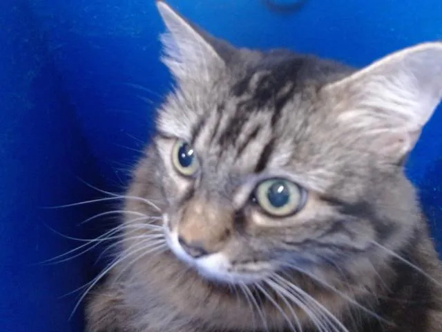 A young small-sized female Domestic Long Hair cat named Claudia for adoption in Orlando, FL