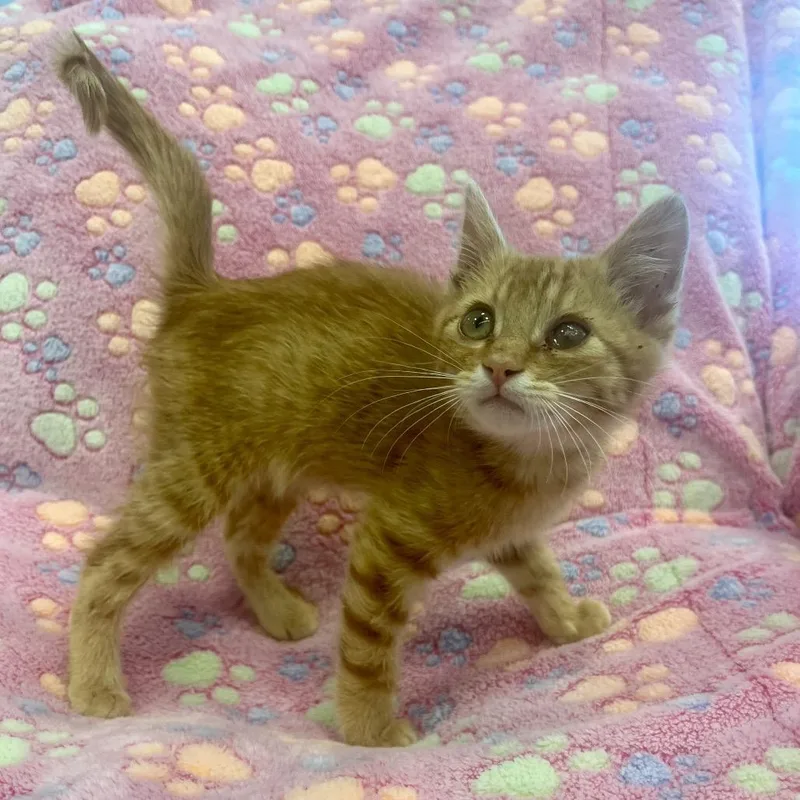 A baby small-sized male Orange / Red Domestic Medium Hair cat named Danny for adoption in Park City, UT