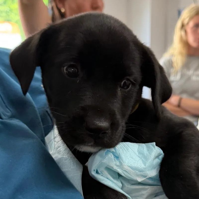 A baby small-sized female Black Mixed Breed dog named Cleo for adoption in Grand Rapids, MI