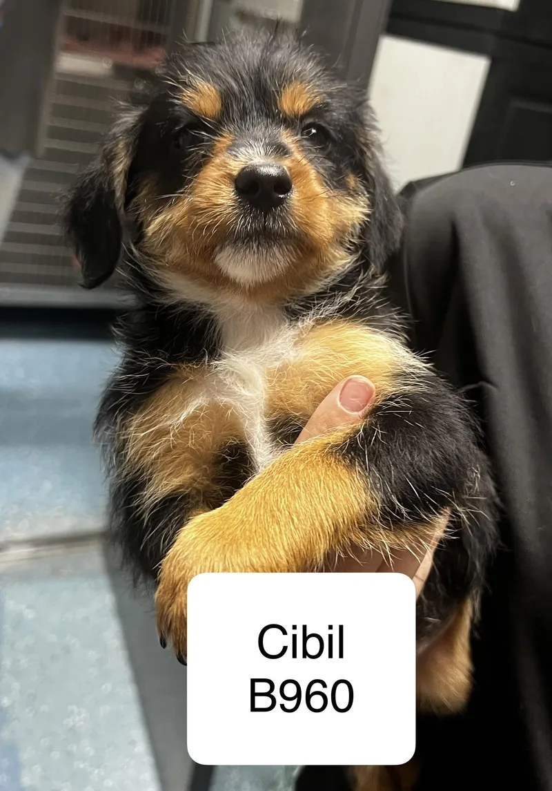 A baby small-sized female Black Shih Tzu dog named Cibil for adoption in Morganton, NC