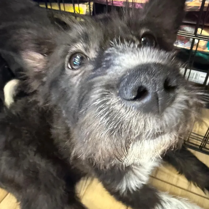 Hashbrown thumbnail 2