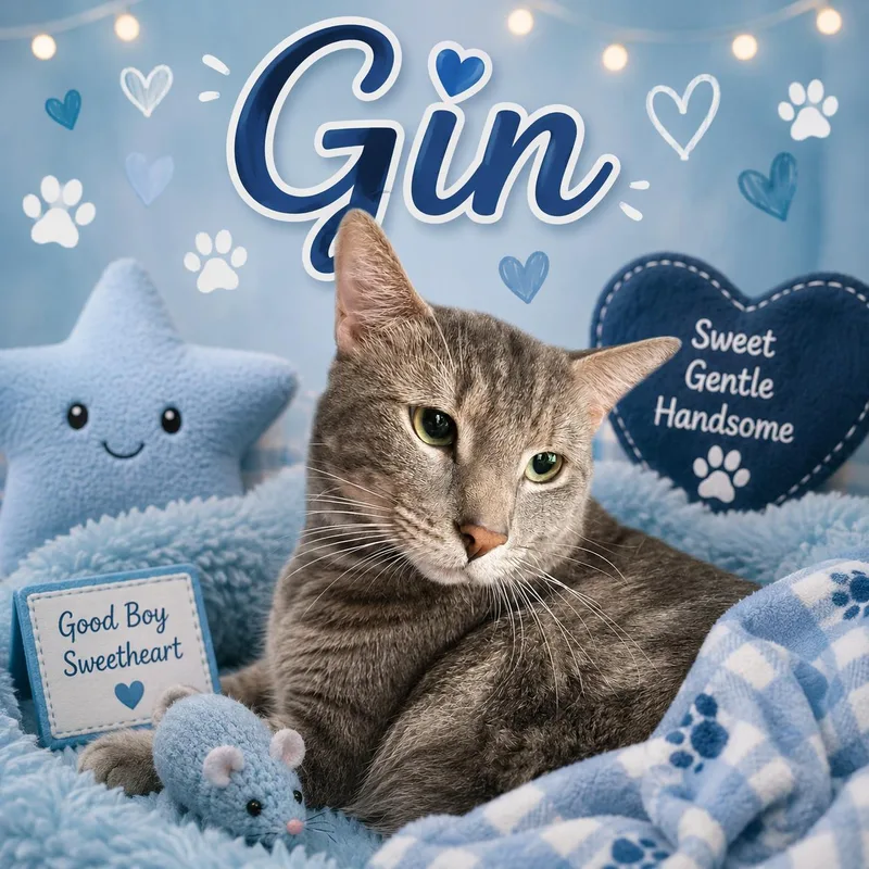 A young medium-sized male Gray / Blue / Silver Domestic Short Hair cat named Gin for adoption in Orleans, VT