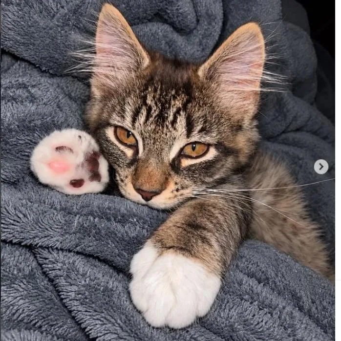 A baby small-sized male Gray / Blue / Silver Domestic Long Hair cat named Lil Bean for adoption in Brooklyn, NY