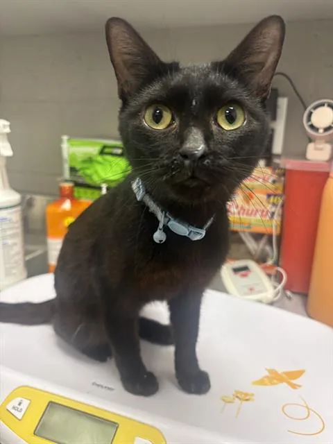 An adult small-sized female Domestic Short Hair cat named Midnight for adoption in Indianapolis, IN