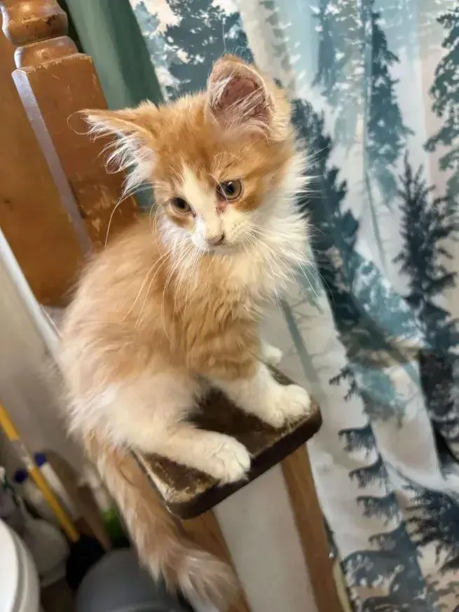 Cheeto