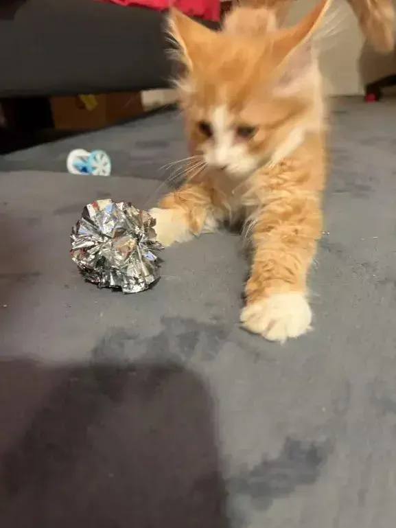 Cheeto thumbnail 2