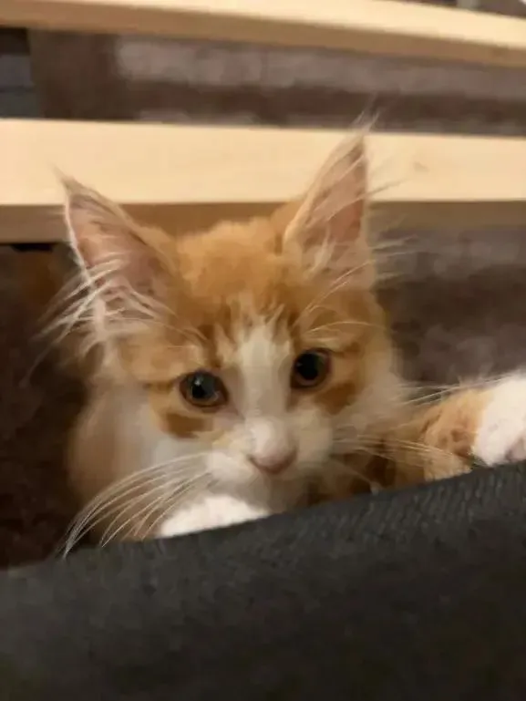 Cheeto thumbnail 3