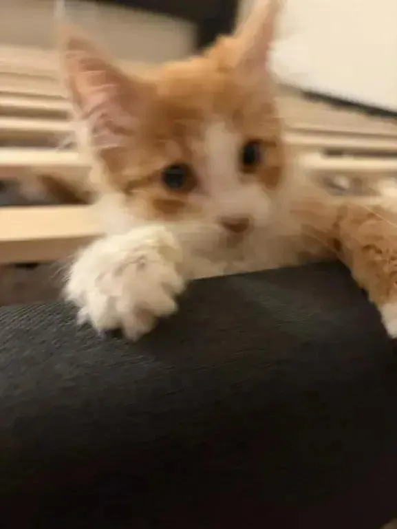 Cheeto thumbnail 4