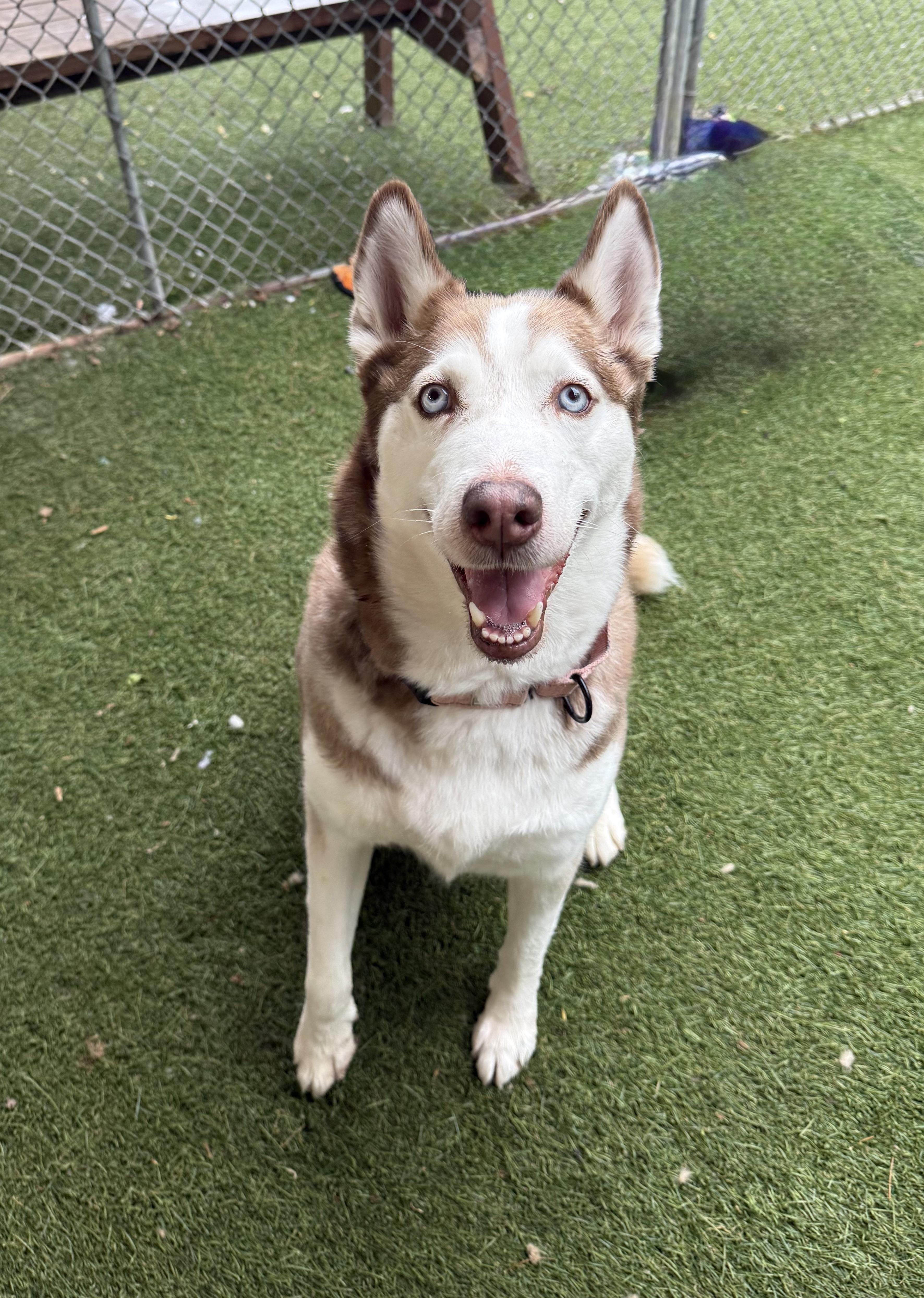 A young large-sized female Husky dog named Cookie for adoption in Sudbury, MA
