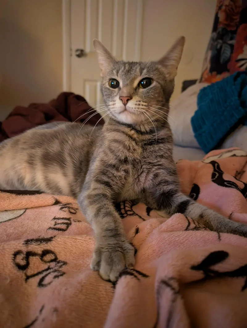 A young medium-sized female Domestic Short Hair cat named Tabitha for adoption in Randolph, AL
