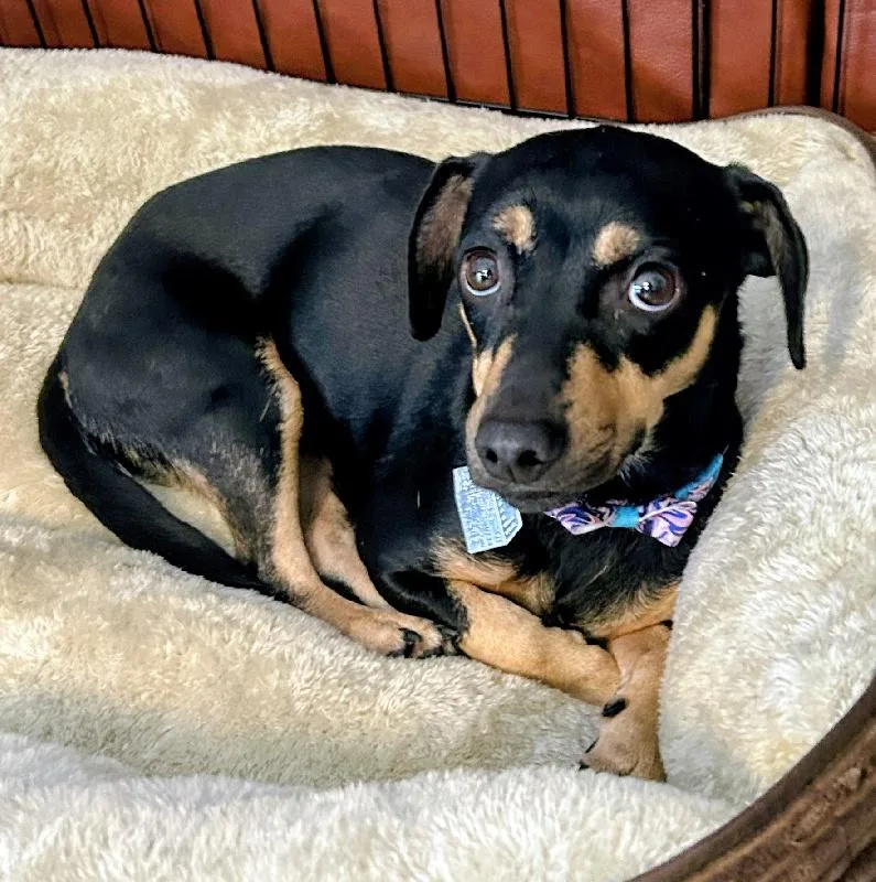 An adult small-sized female Chihuahua dog named Zenia for adoption in Aurora, IL