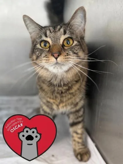 An adult medium-sized female Domestic Short Hair cat named Navi for adoption in West Chester, PA