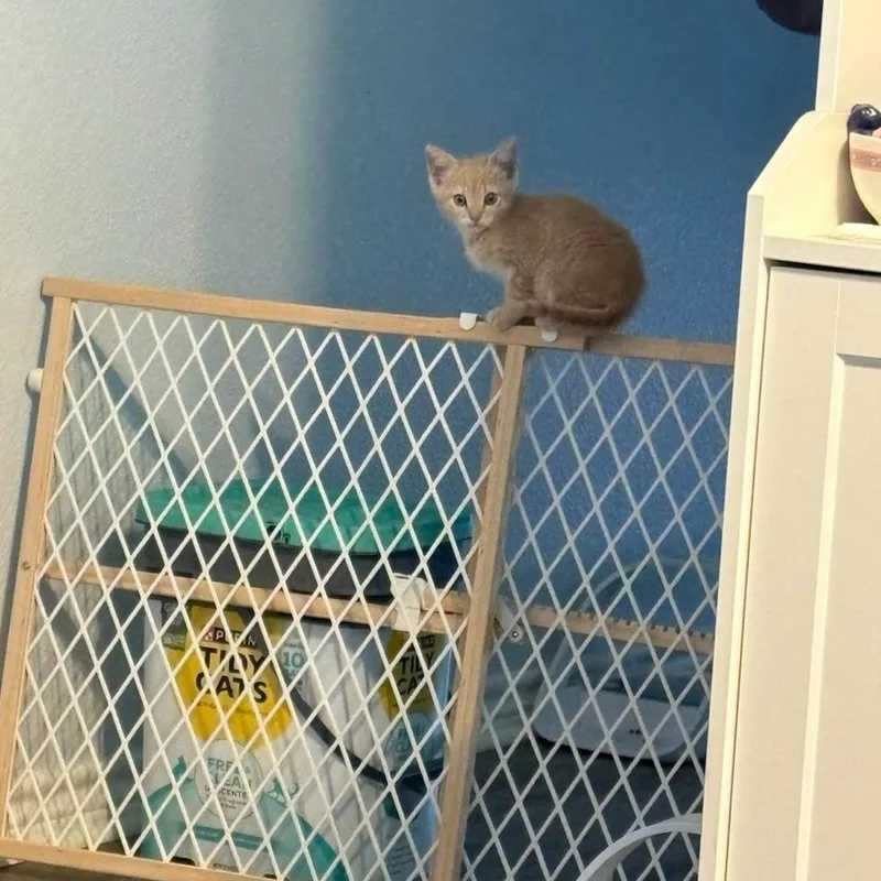A baby small-sized male Orange / Red Domestic Short Hair cat named Churro for adoption in Webster, TX