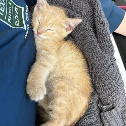 Churro thumbnail 3
