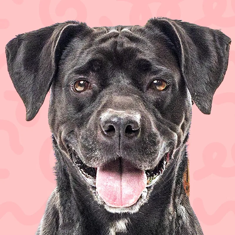A senior medium-sized female Black Labrador Retriever dog named Roxy for adoption in Reno, NV