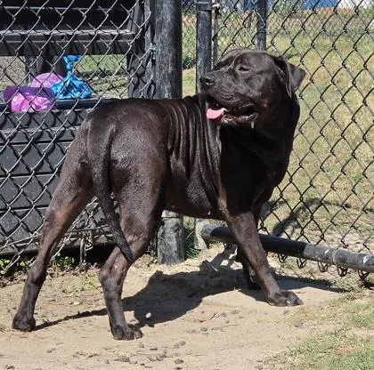 An adult large-sized male Pit Bull Terrier dog named Cole for adoption in Conway, SC